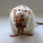 Крыса — единственное млекопитающее, кроме человека, которое умеет смеяться……
