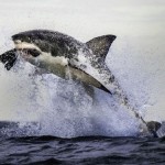 Фотограф ждал три дня, чтобы сделать невероятные снимки охоты большой белой акулы…….