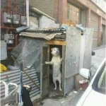 Уникальное фото. В Мытищах собака открыла ларек и торгует чебуреками. …