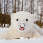 Трогательные кадры. Медвежонок впервые пробует кокаин….
