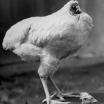 Безголовый цыплёнок Миша, также известный как Чудо-Миша (апрель 2009 — март 2013), — петух породы Ре…