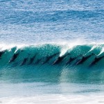 Стая дельфинов на гребне волны….