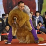 Уникальное фото. Джеки Чан пытается остановить Ким Чен Ира, насилующего медведя…….