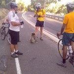 Велосипедисты спасают коалу от жажды…