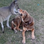 Самка кенгуру влюбилась в собаку (видео)