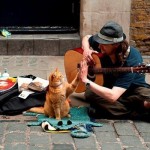 Про кота и музыканта