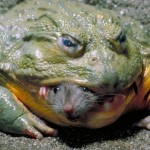 Еще одно трогательное фото лучших друзей. Ядовитая жаба спрятала мышку во рту, чтобы ту не съела зме…