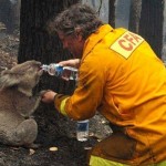 Во время лесного пожара в Автстралии….