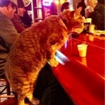 Это кот из Нового Орлеана, зовут его Mr Wu и он ежедневно посещает бар. Когда-то этот кот был домашн…