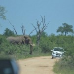 Слон напал на машину туристов