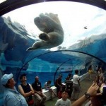 Посетители зоопарка Детройта наблюдают за купающимся полярным медведем из специального батискафа в Р…