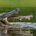 На этой фотографии мы видим как добрый крокодил помогает выброшенной на берег рыбе попасть обратно в…