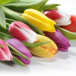 8 марта — международный день мёртвых цветов….