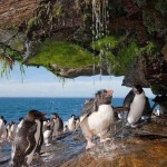 Пингвины принимают душ на Фолклендских островах….