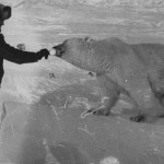 Пограничники Чукотского погранотряда кормят сгущенкой голодную медведицу с медвежатами СССР, 1980-е …