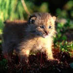 Котёнок рыси, Канада…