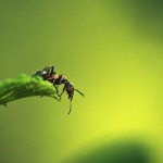 Животным, имеющим наибольший мозг по отношению к размеру своего тела, является муравей…….