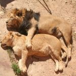 Лев и львица…