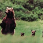 медвежья семья…