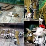 В Калифорнийском зоопарке тигрица родила тройню. Из-за осложнений во время беременности, детеныши ро…