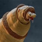 Живые организмы под микроскопом