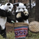 Ученые в костюмах панд кладут детеныша панды в корзину, прежде чем отвезти его в новый исследователь…