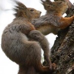 Очередной пример взаимопомощи в животном мире: одна белка помогает другой забраться на дерево…….