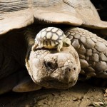 4-дневный детеныш африканской черепахи на голове матери…….