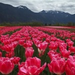 Прекрасное тюльпановое поле в Канаде….