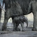 Слоненок прячется от дождя…