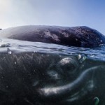 Серый кит у берегов штата Нижняя Калифорния, Мексика….