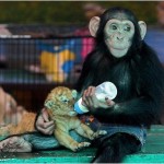 Шимпанзе кормит из бутылочки 28-дневного тигренка в зоопарке Самуту Пракан, Бангкок, Таиланд……