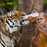 Уникальный тигриный монастырь в Таиланде