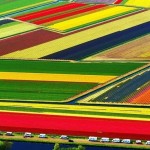 Поля тюльпанов в Южной Голландии…