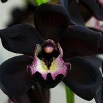 Очень редкий вид — черная орхидея или Cymbidium Kiwi Midnight…