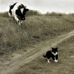Корова преследует кота.Причина ссоры неизвестна….