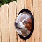 Cмотровое окно для собаки в заборе…