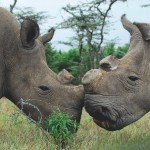 Для предотвращения массового нелегального отстрела носорогов в Африке проводятся масштабные операции…