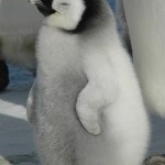 Счастливый маленький пингвин….