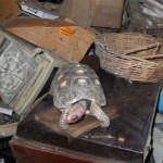 Черепаха 30 лет прожила запертой в кладовой