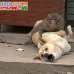 Забавный факт. В Японии нет овец, зато есть не менее симпатичные собаки…….