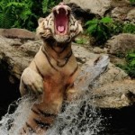 Тигр, выпрыгивающий из воды….