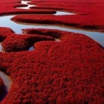 Красный пляж в Китае.Каждый год в провинции Liaoning тысячи………