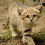 Арабская песчаная кошка….