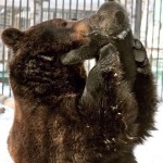 Медведица целует своего маленького мишку!…