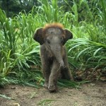 Маленький слоненок, Индия…