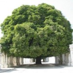 Дерево в городе Мандалай (страна Мьянма)…
