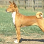 Собаки африканской породы «басенджи» не умеют лаять….
