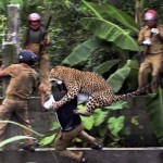 Редкие кадры. Дикий леопард пытается обнять посетителя зоопарка…….