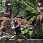 Дикий леопард атакует сотрудников лесной охраны в деревне Пракаш Нагар недалеко от города Силигури, …